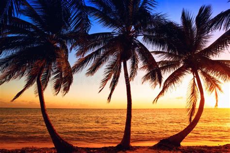 Palm Tree Sunrise Stock Image Image Of Dark Sunrise 39497425