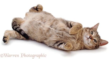Tabby Cat Rolling On Her Back Photo Wp02810