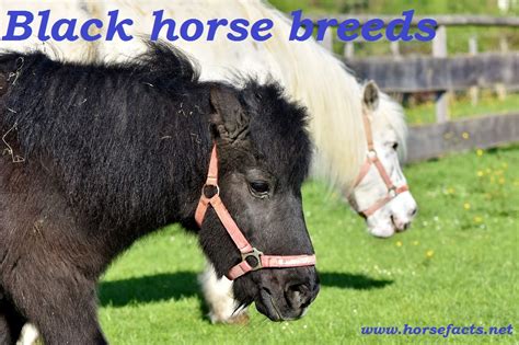 love black   black horse breeds