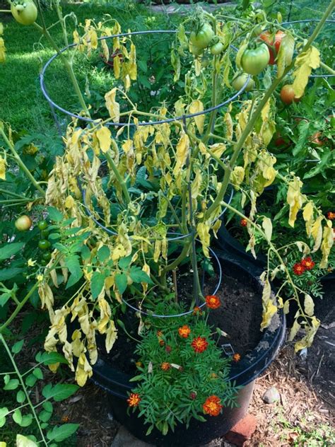 Tomato Wilt Reasons For Tomato Plant Leaves Wilting