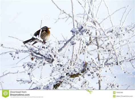 Small Bird On Hawthorn In Cold Winter Stock Photo Image