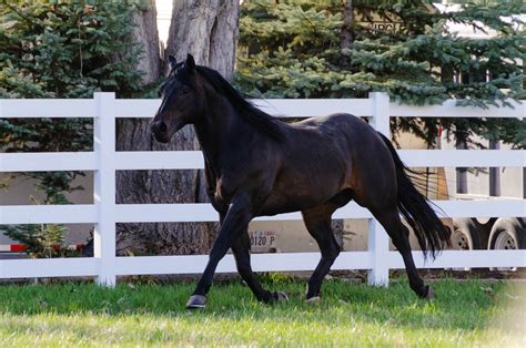 Photographing A Black Arabian Stallion In Spring Davd Photography