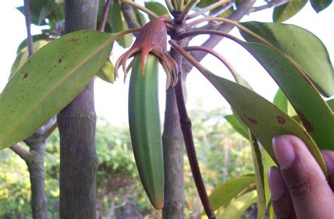 Mangrove leaves showing salt excretion. Effects of Anthropogenic Pollution on Mangrove ...
