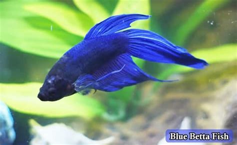Ultimate List 1300 Betta Fish Names By Type Colors And Gender