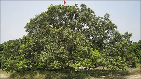 Mango Trees Manera Spp Evergreen Arborist Consultants