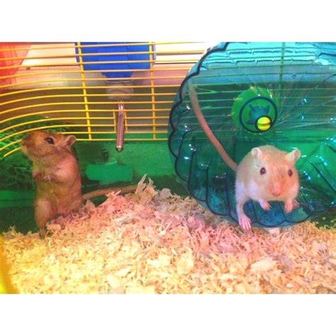 This Is Way To Small Of A Cage For 2 Gerbils But They Are Adorable
