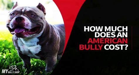 Check spelling or type a new query. How Much Does An American Bully Cost? | My Bully Shop