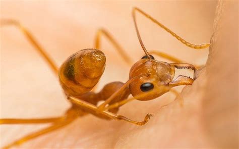 Blog Guide To Avoiding Ants In Raleigh Nc