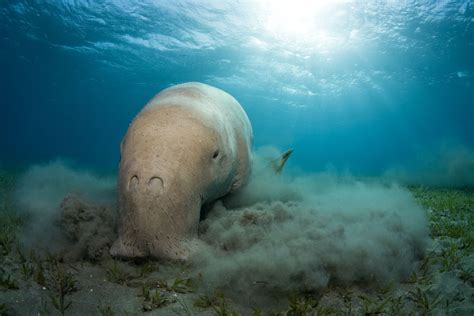Dugong Wallpapers Backgrounds