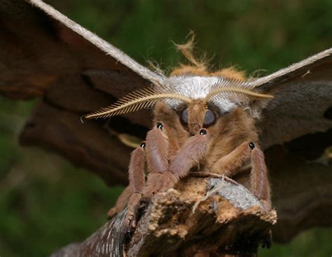 Polyphemus Moth Antheraea Polyphemus Bugguide