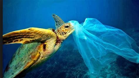 Petition · Become Aware Of The Issues Surrounding Ocean