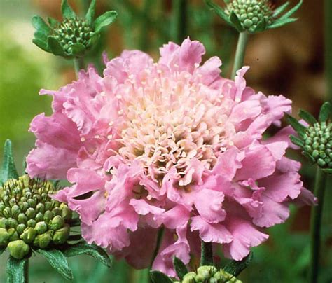 Scabiosa Pink Mist Pincushion Flower