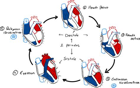 Ciclo Cardiaco Resumen Del Ciclo Cardiaco Fisiologia