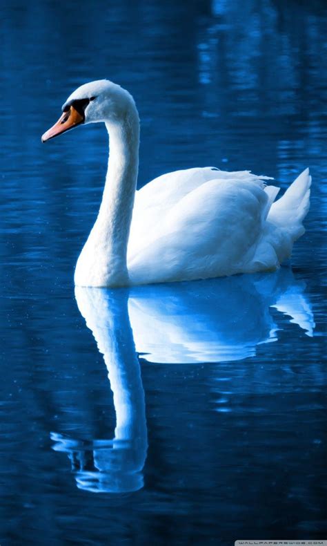 Swan Wallpapers Top Free Swan Backgrounds Wallpaperaccess