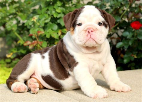 View Chocolate Tri English Bulldog Puppies For Sale Stock Pet My