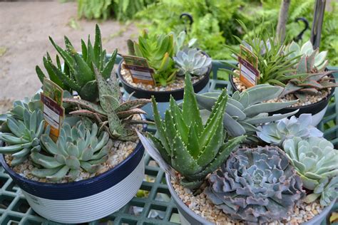 Cacti And Succulents Vanderwees Home And Garden