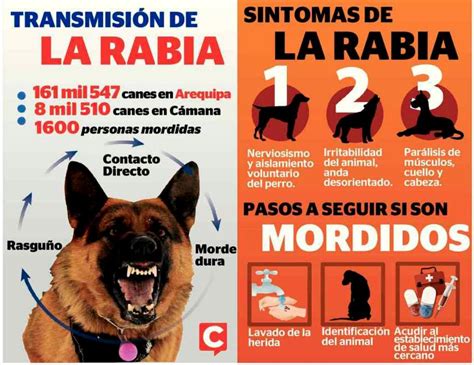 La Rabia Oms De Septiembre D A Mundial Contra La Rabia Hidrofobia