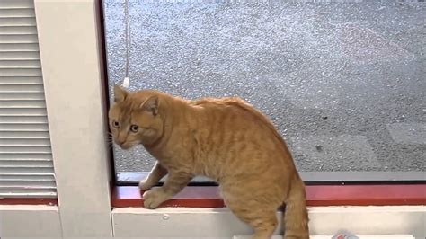 Cat Jumps Onto Blinds And Fails Youtube