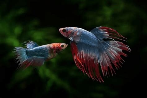 Can Male And Female Betta Fish Live Together Fishlab