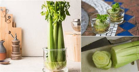 Growing Celery In Water How To Regrow Celery At Home