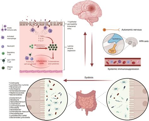 Bidirectional Microbiota Gut Brain Axis After Stroke And Its