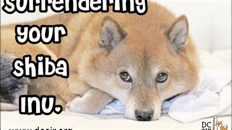 Dc Shiba Inu Rescue Surrendering Your Shiba Inu Youtube