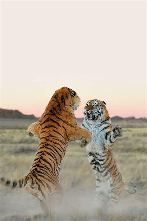 Two Tigers About To Fightembrace Each Other Photoshopbattles