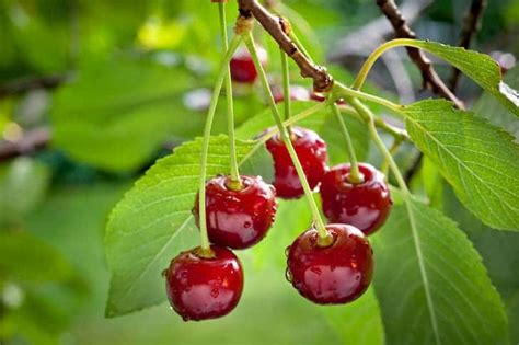 13 Most Common Types Of Cherry Trees With Pics Conserve Energy Future
