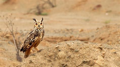 Lukaku nets as the red devils get 3 straight wins.soon. Eagle Owl Stare - Bing Wallpaper Download