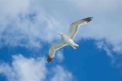 Flying Seagull · Free Stock Photo