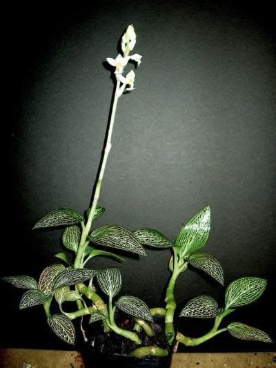 Portail des communes de france : Ludisia discolor var. alba | Jewel orchid, Orchids, Plants