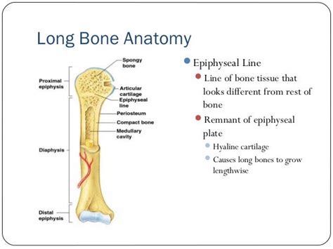 Long Bone Diagram Hyaline Cartilage 4 5 Anatomyandphys Found In