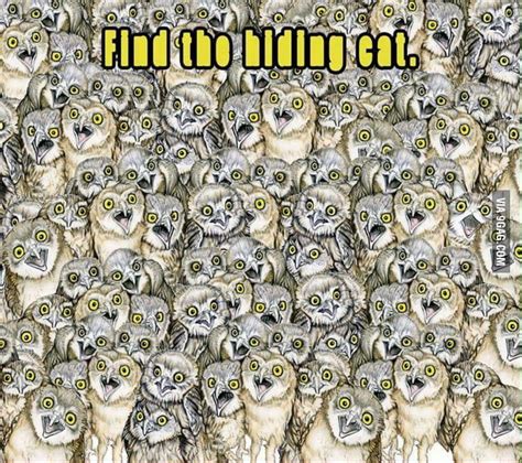 Find The Hiding Cat 9gag