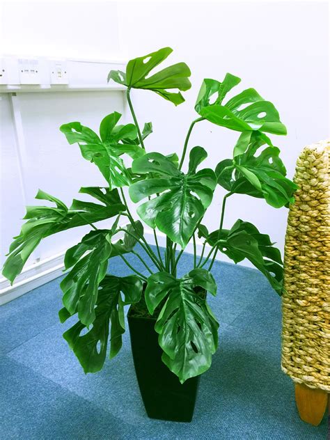 The swiss cheese plant, along with its cousin the monstera deliciosa (sometimes also referred to as a swiss cheese plant), grows quickly and can reach expansive heights in under six months' time. 1 / 2 x 80cm Artificial Silk Swiss Cheese Plant @ Gloss ...