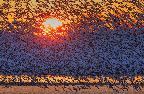 Snow Geese Flying In Sunrise Photograph By David Hua Pixels