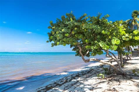 Árvore Saudável Da Uva Do Mar Na Praia Tropical Foto De Stock Imagem