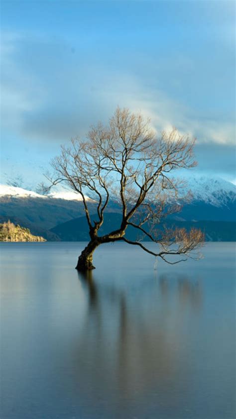 Famous Lone Tree On Lake Wanaka New Zealand Windows 10 Spotlight Images