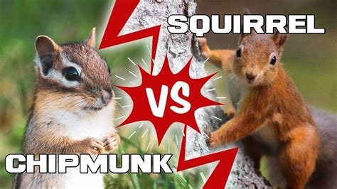 Chipmunks Vs Squirrels Whats The Difference Animal A Day Youtube