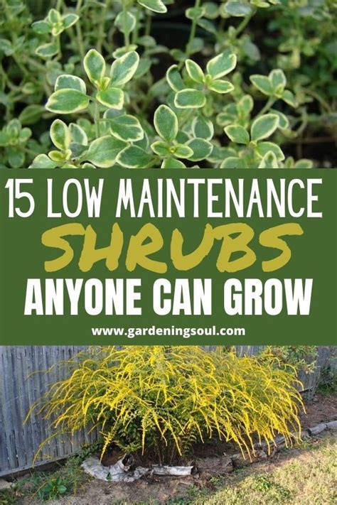 May 21, 2020 · another low maintenance shrub rose variety we love is the knock out rose. 15 Low Maintenance Shrubs Anyone Can Grow | Low ...
