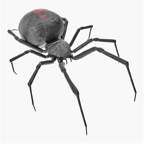 3d Black Widow Spider Rigged Model Spider Species Black Widow Spider