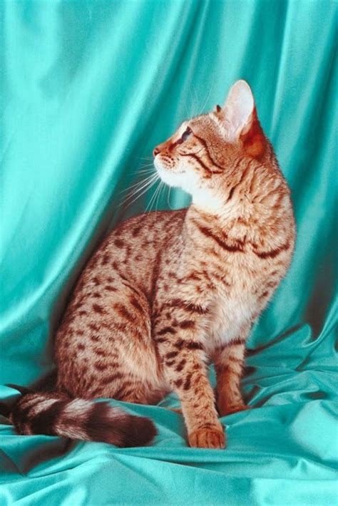 Breed Review Bengal Cat Argos Pet Insurance