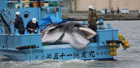 Transcend Media Service Japan Resumes Commercial Whaling