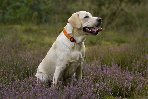 Hd Wallpaper Adult Yellow Labrador Retriever Sitting On Lavender Field