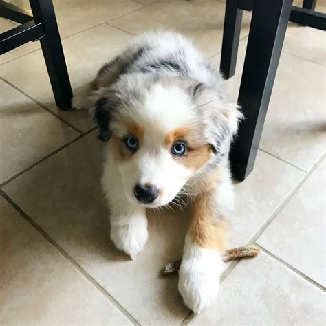 **since mini american shepherds are if you adopted a dog thru a shelter or rescue group that you believe is an aussie or part aussie, you. Australian Shepherd Puppies For Sale | Texas City Dike, TX ...