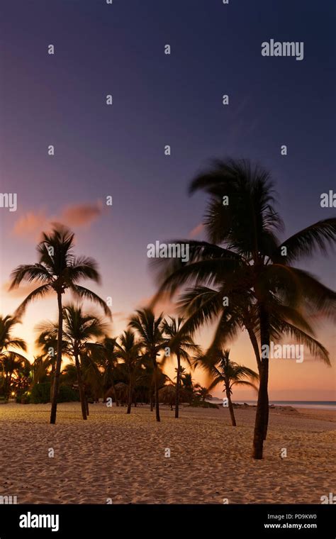 Sunset On The Beach With Palm Trees Playa Bavaro Punta Cana