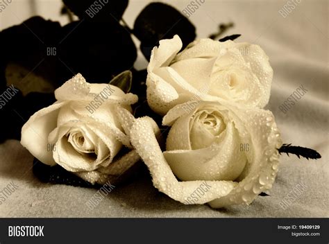 White Roses Image And Photo Free Trial Bigstock