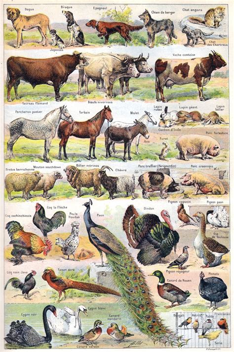 Animals Illustration Vintage Art Free Stock Photo Public Domain Pictures