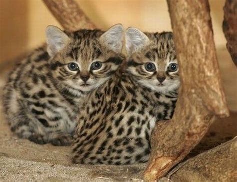 Black Footed Cat Kittens Zwartvoetkat African Wild Cat Cute Baby
