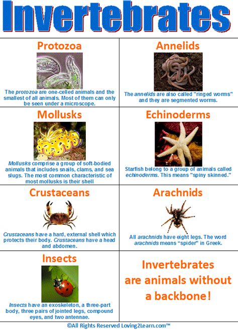Invertebrates Classification Chart