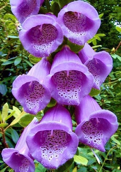 Beauteous Purple Flowers